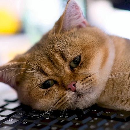 Abscess in Cats: What It Is and How to Treat It