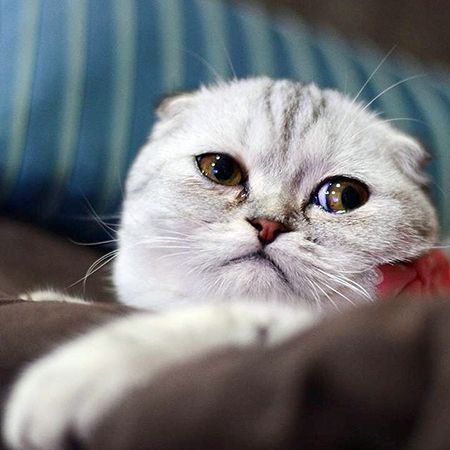 Гельминтоз у кошек