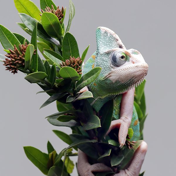 Yemeni chameleon