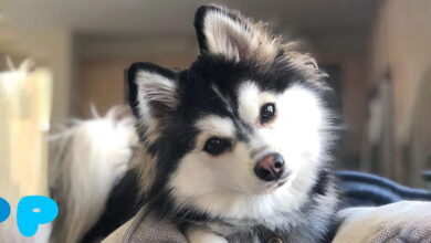 Pomsky Breed