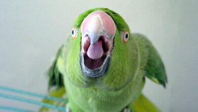 How to teach a parrot to talk?
