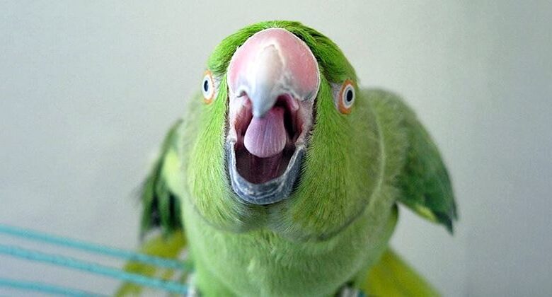 How to teach a parrot to talk?