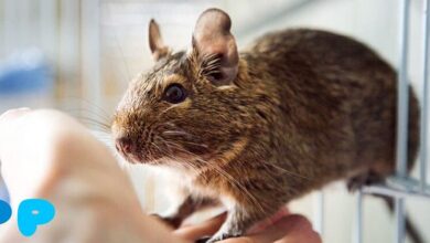 Degu Squirrel — Key Facts About the Rodent Degu Squirrel