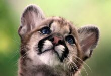 A Puma as a Pet