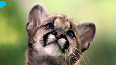 A Puma as a Pet