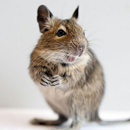 Degu Squirrel