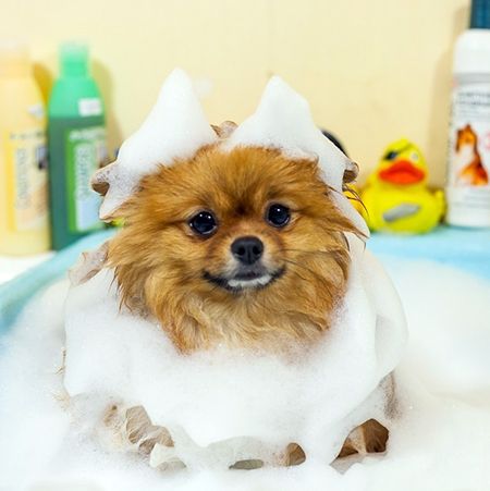 dog ate soap