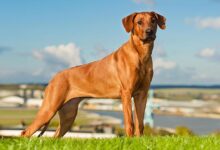 Rhodesian Ridgeback