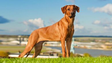 Rhodesian Ridgeback Rhodesian Ridgeback