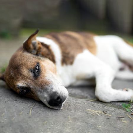 Epilepsy in dogs