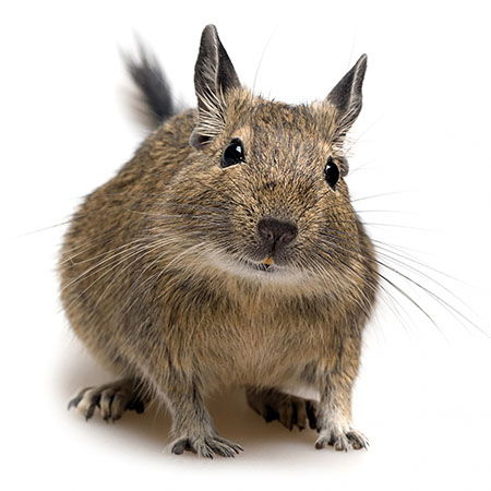 Degu Squirrel