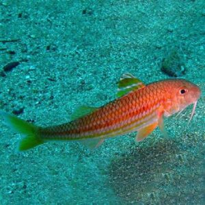 Red Mullet
