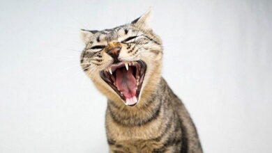 Cats Meow in the Mornings
