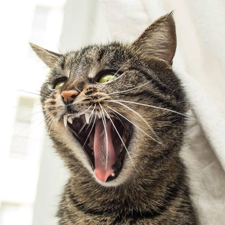 Cats Meow in the Mornings