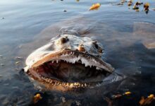 Monkfish fish