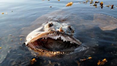 Monkfish fish Monkfish fish