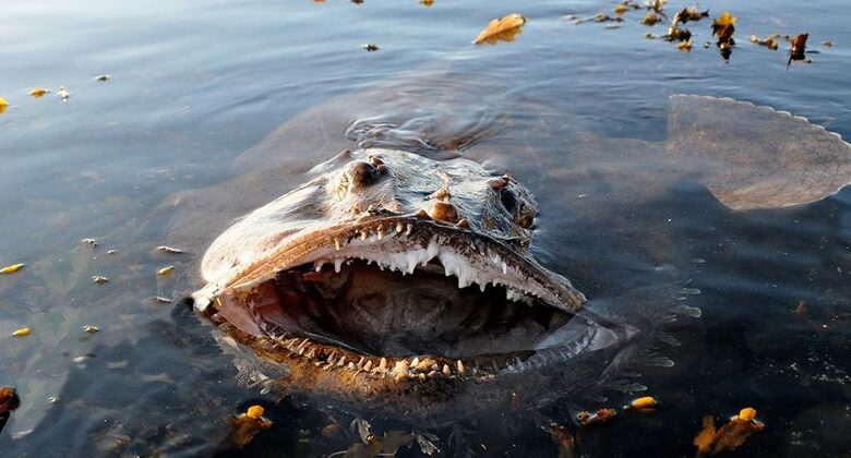 Monkfish fish Monkfish fish