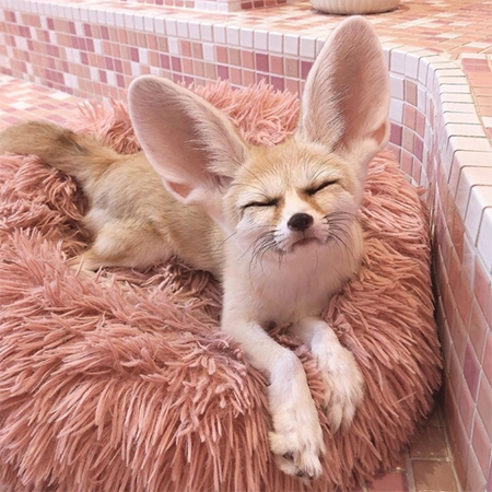 The fennec is a predatory marvel of the desert.