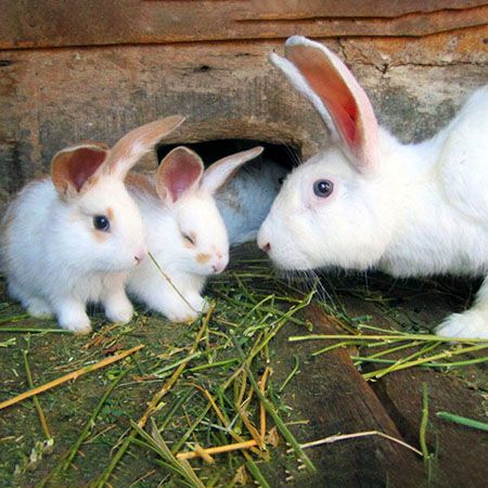 Rabbit Pregnancy