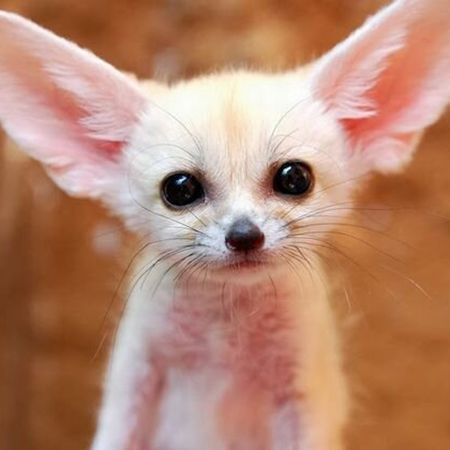 The fennec is a predatory marvel of the desert.