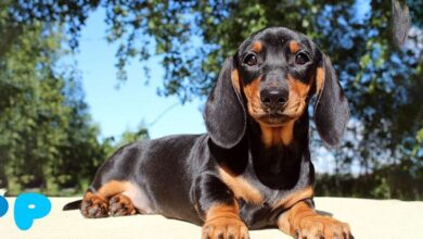 Interesting Dog Breeds with Short Legs Interesting Dog Breeds with Short Legs