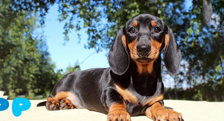 Interesting Dog Breeds with Short Legs Interesting Dog Breeds with Short Legs