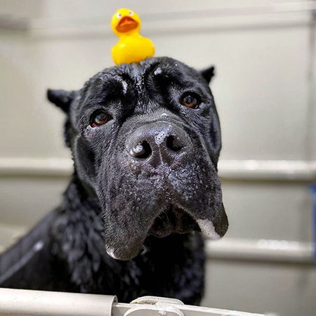 dog ate soap