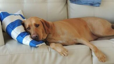 Your pet has been poisoned. First aid pet has been poisoned
