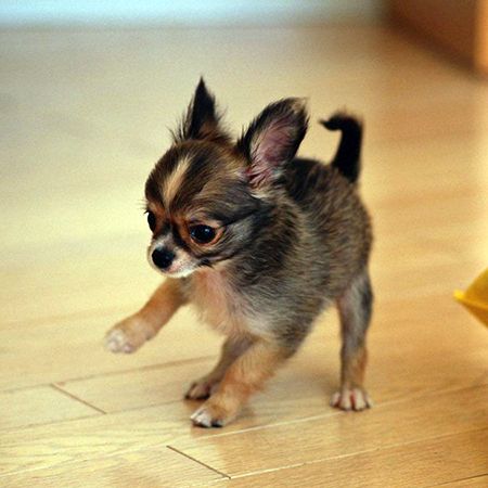 Hyperactivity in Puppies