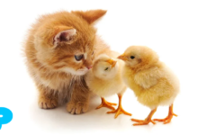 Can kittens be given raw chicken?