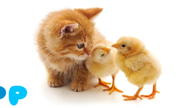 Can kittens be given raw chicken?