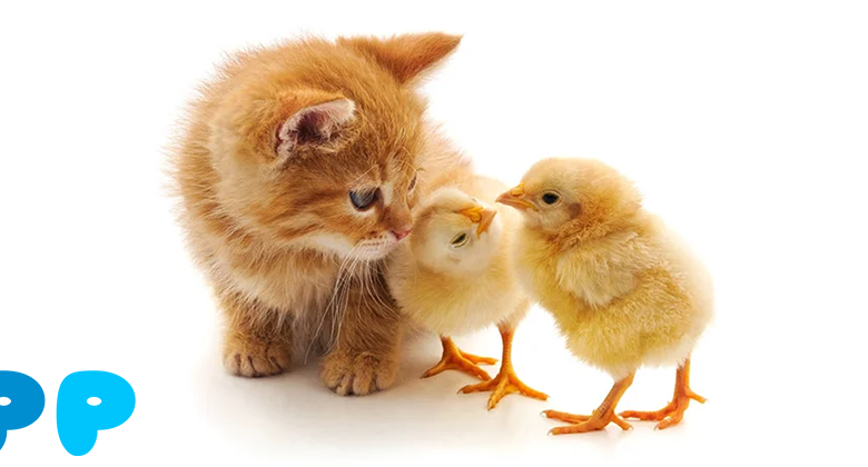 Can kittens be given raw chicken?