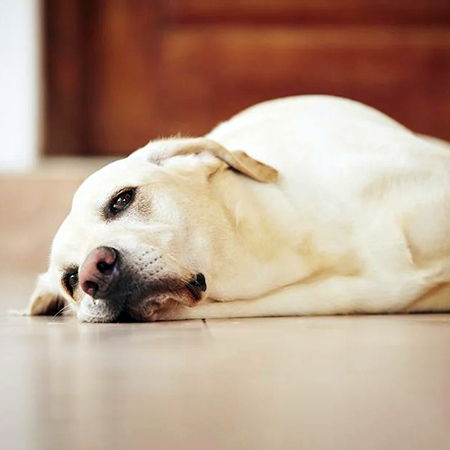 Epilepsy in dogs