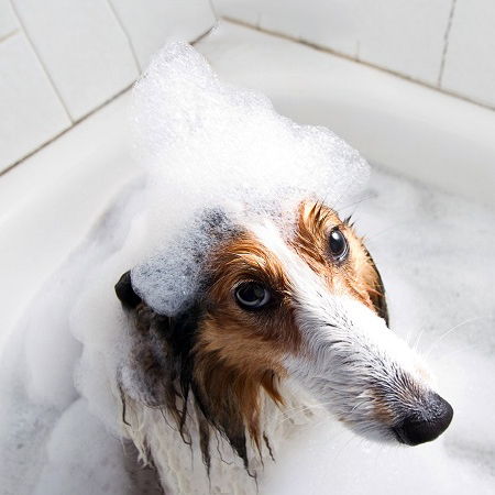 dog ate soap