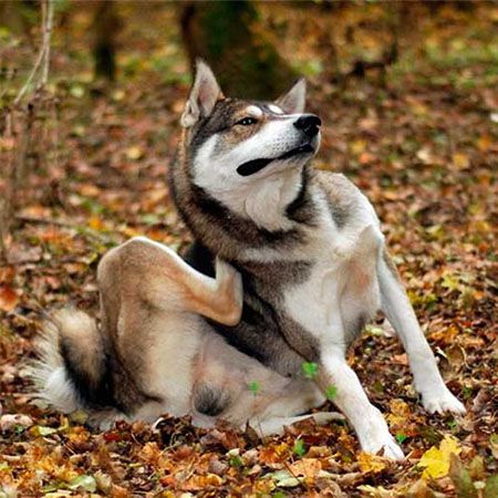 Fleas or ticks on a dog
