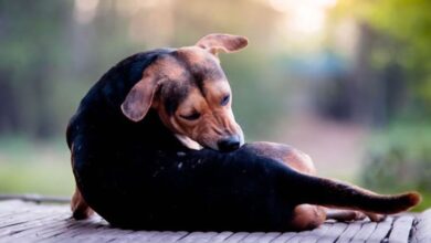Fleas or ticks on a dog
