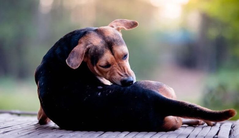 Fleas or ticks on a dog Fleas or ticks on a dog