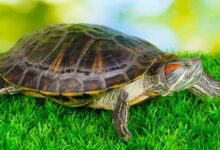 Land tortoise
