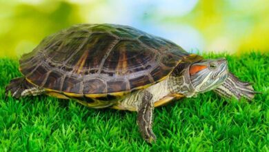 Land tortoise