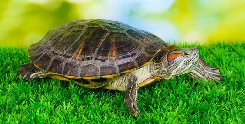 Land tortoise - features of maintenance Land tortoise