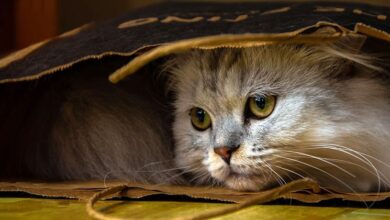 Helminthiasis in Cats: Causes, Symptoms, and Treatment Helminthiasis in Cats