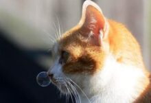 Cat Cold: How It Manifests and How to Treat It