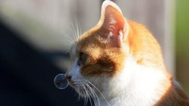 Cat Cold: How It Manifests and How to Treat It Cat Cold: How It Manifests and How to Treat It