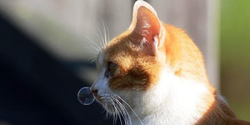 Cat Cold: How It Manifests and How to Treat It Cat Cold: How It Manifests and How to Treat It