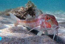 The Very Same Red Mullet
