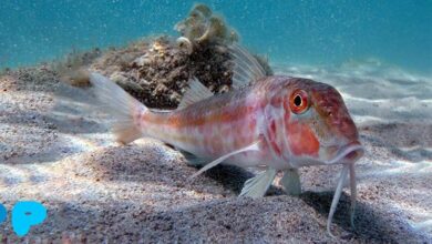 The Very Same Red Mullet The Very Same Red Mullet