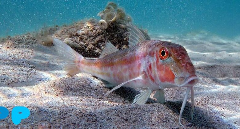 The Very Same Red Mullet The Very Same Red Mullet