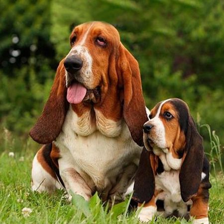 Basset Hound Basset Hound