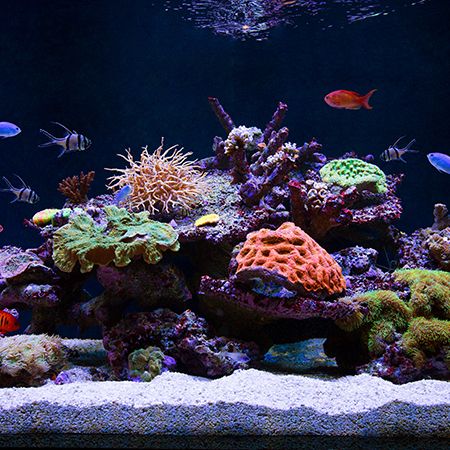Aquarium Substrate: Three Important Rules for Choosing the Right One