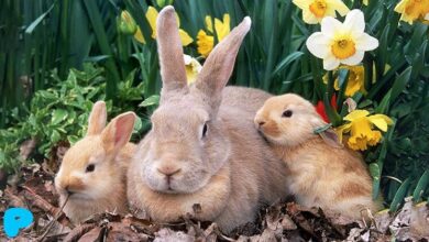 Rabbit Pregnancy: Process Details and Essential Care